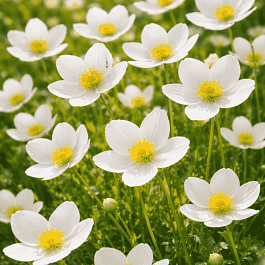 Анемона многонадрезанная Anabella White