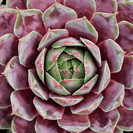 Молодило гибридное Purple Passion