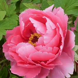 Пион Древовидный Shining Bouquet