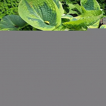 Хоста гибридная Мейпл Лиф