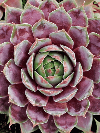 Молодило гибридное Purple Passion