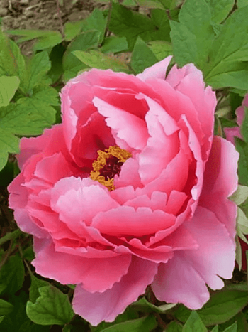 Пион Древовидный Shining Bouquet