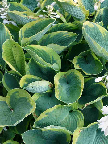 Хоста Зибольда 