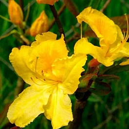 Азалия Limetta