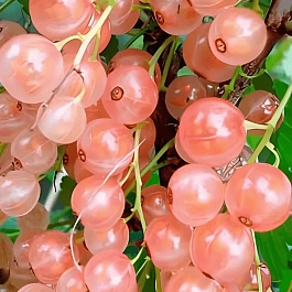 Смородина красная Розовая Смольянинова