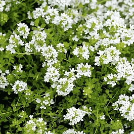 Тимьян обыкновенный White