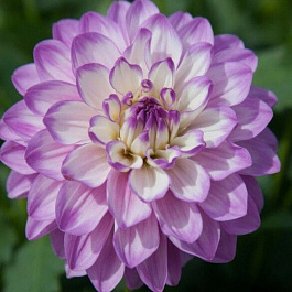 Георгина декоративная Блу Виш