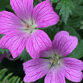 Герань Эндресса Воргрейв Пинк