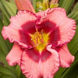 Лилейник гибридный Дан Махони