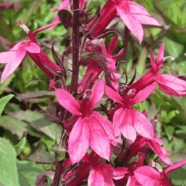 Лобелия прекрасная  Starship™ F1 Rose