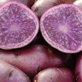 Картофель семенной Фиолетовый