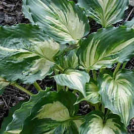 Хоста Lakeside Paisley Print