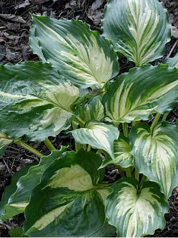 Хоста Lakeside Paisley Print