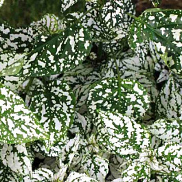 Гипестис Сплэш Селект Вайт