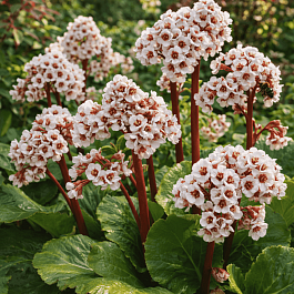 Бадан гибридный Silberlicht