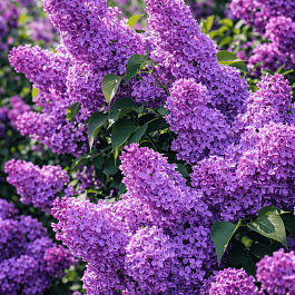 Сирень обыкновенная Прощание Славянки