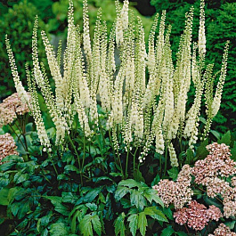 Клопогон кистевидный Клопогон кистевидный