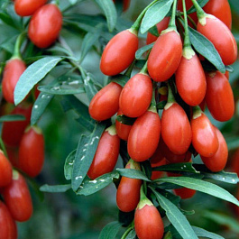 Годжи Биг Берри