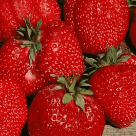 Земляника садовая Гигантелла