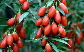 Годжи Биг Берри Годжи Биг Берри