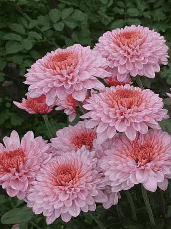 Хризантема корейская Айседора Дункан