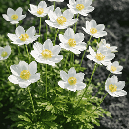 Анемона лесная