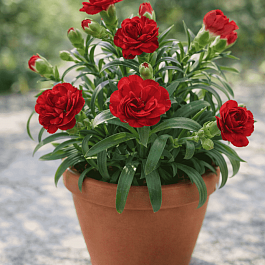 Гвоздика Super Trouper Antonio