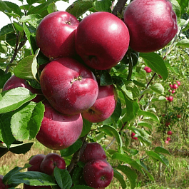 Яблоня Спартан