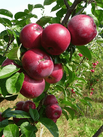 Яблоня Спартан