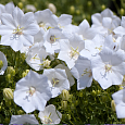 Колокольчик (Кампанула) карпатский White Clips Колокольчик (Кампанула) карпатский White Clips