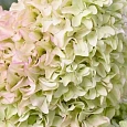 Гортензия метельчатая Magical Lime Sparkle