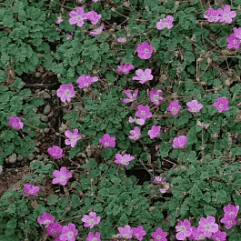 Аистник изменчивый Bishop's Form