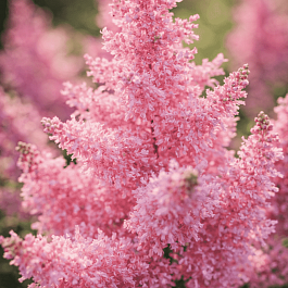 Астильба гибридная Sugarberry