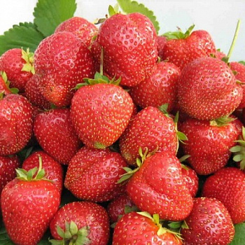 Земляника садовая Настена Сластена