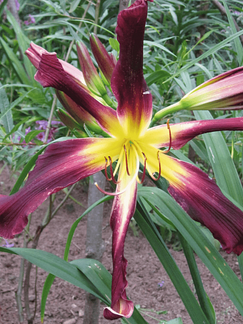 Лилейник Chokecherry Mountain