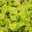 Гейхера  Lime chiffon Гейхера  Lime chiffon