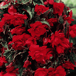 Бегония Pendula Scarlet