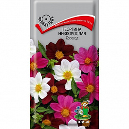 Георгина низкорослая Хоровод