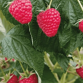 Малина Delniwa