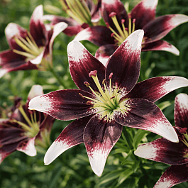 Лилия Netty's Pride