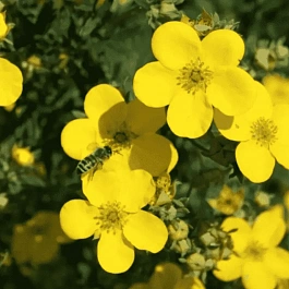 Лапчатка кустарниковая Goldfinger