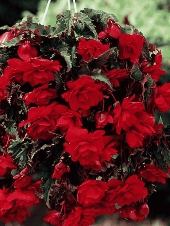 Бегония Pendula Scarlet