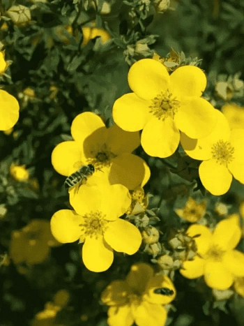 Лапчатка кустарниковая Goldfinger