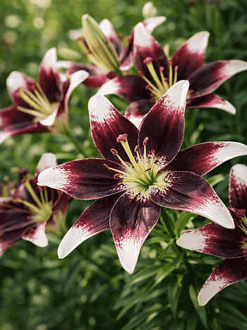 Лилия Netty's Pride