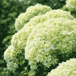 Гортензия древовидная Hayes Starburst