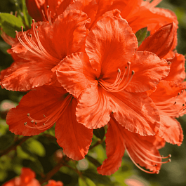 Азалия крупноцветковая Mandarin Lights