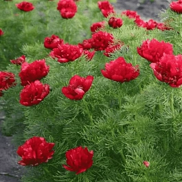 Пион Тонколистный Red Umbrella