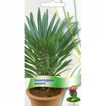 Пахиподиум Ламера