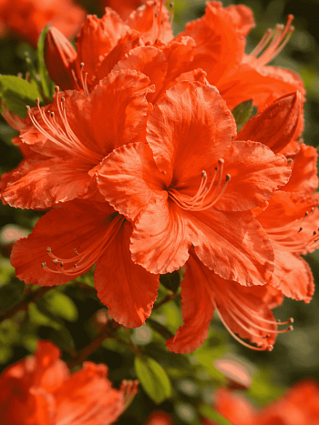 Азалия крупноцветковая Mandarin Lights