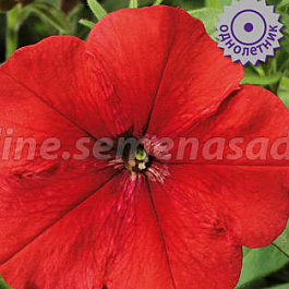 Петуния мультифлора Ура Ред